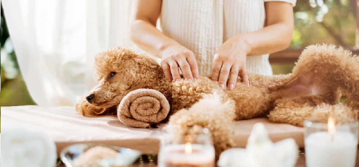 Billy knuffelen met verzorger at dierenhotel Marijke